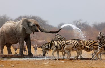 zebras-and-elephant