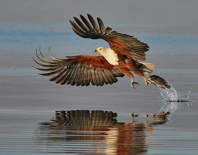 Bird Watching