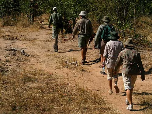 Walking Safari