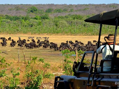 Zambezi National Park Game Drive