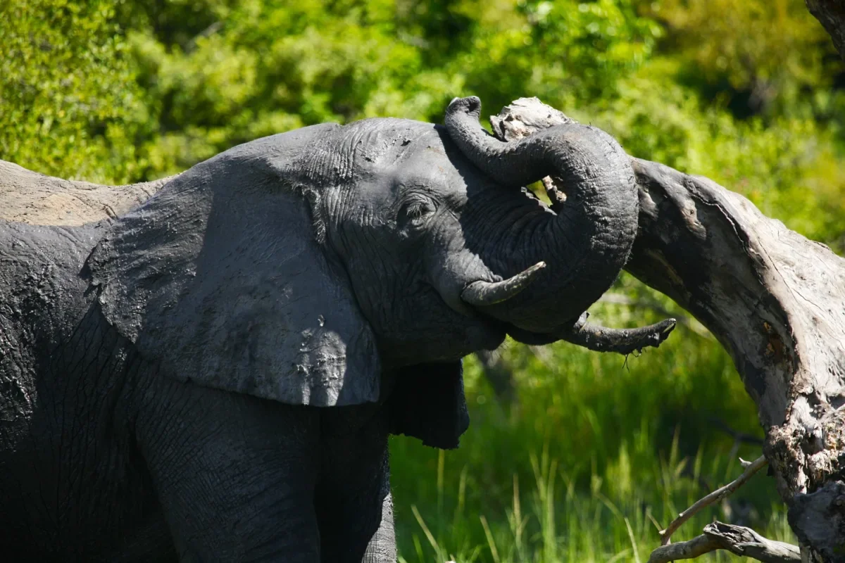 Chobe