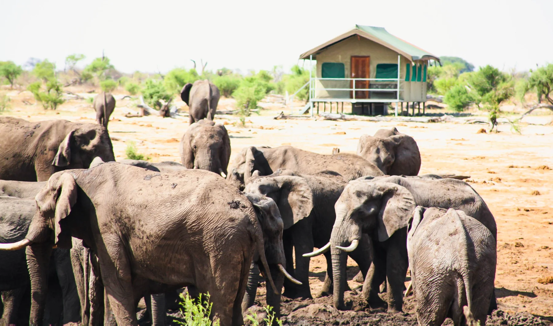 The Elephant Sands: A Place to Meet the Gentle Giants
