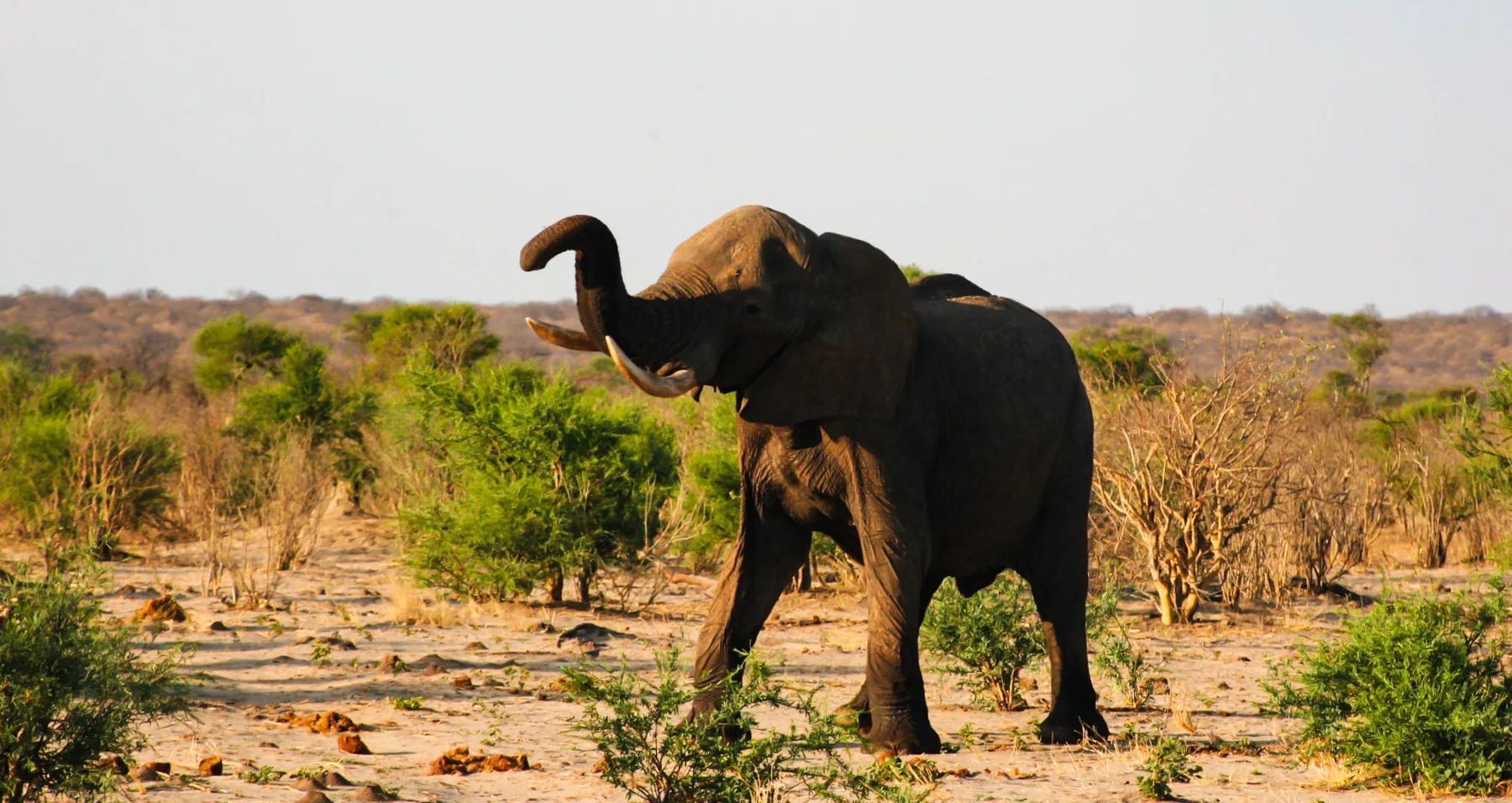 Elephants in the African bush