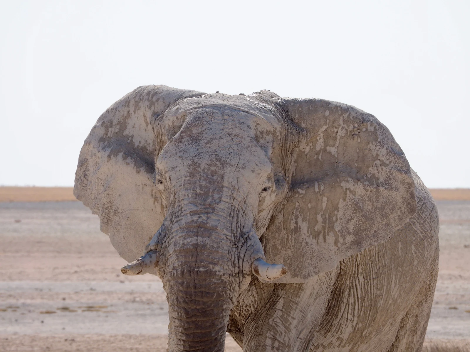 Etosha