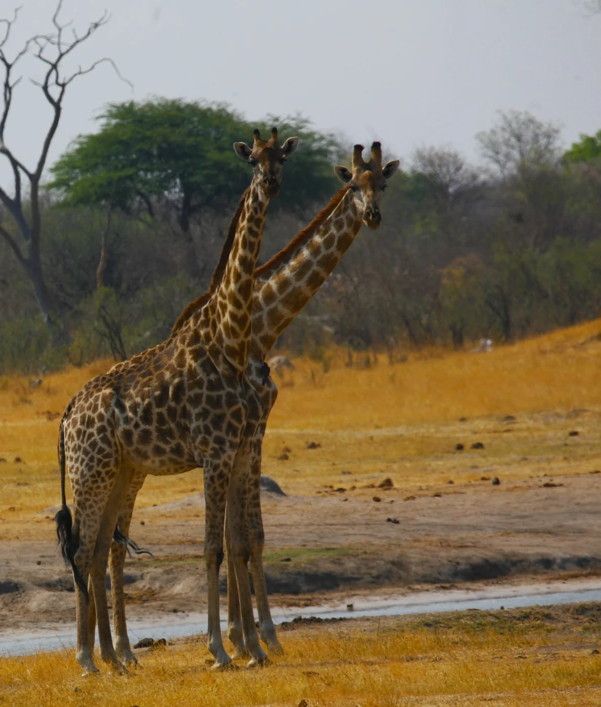 Zambezi National Park