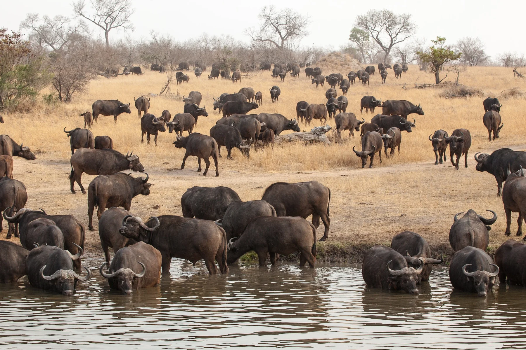 Hwange