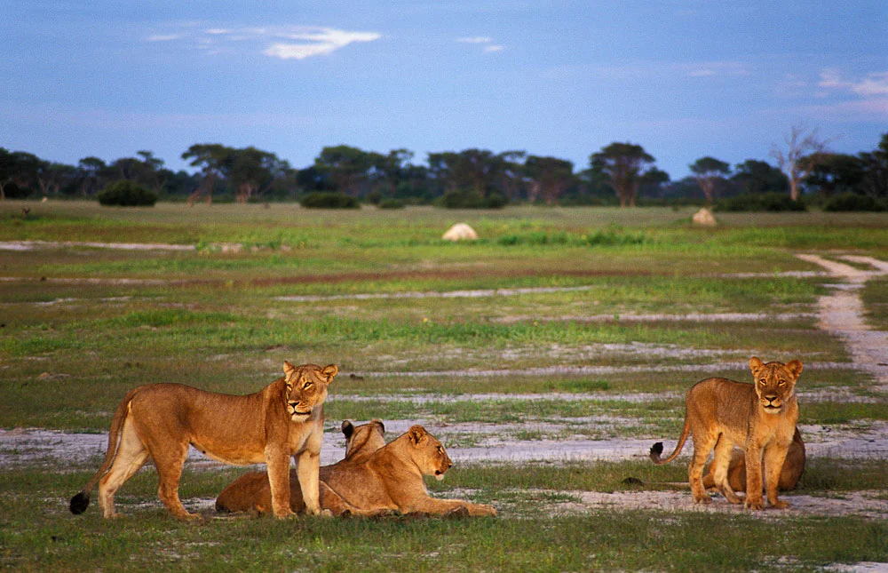 Meet the Super Lions of the Okavango Delta!