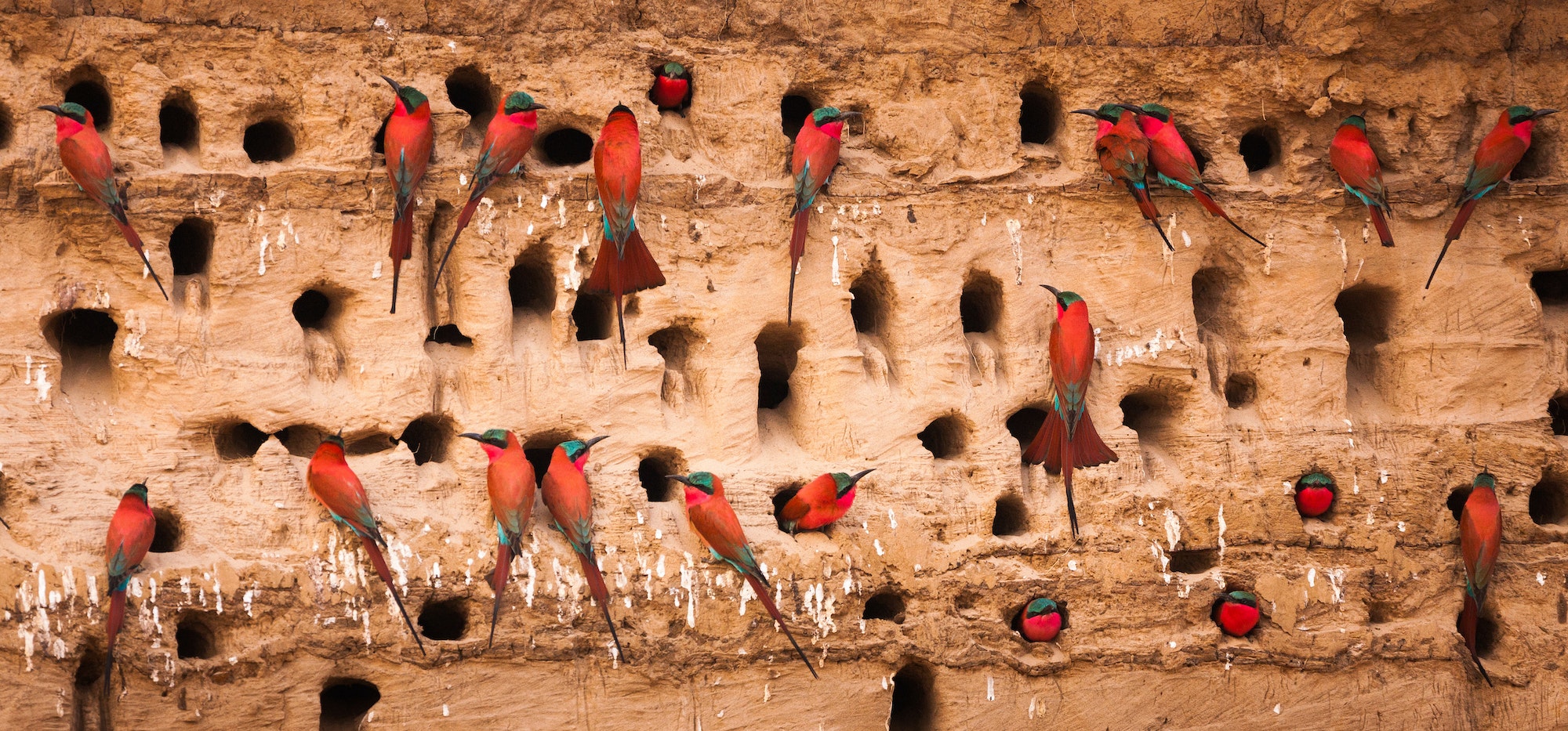 Southern carmine bee-eaters, South Luangwa National Park, Zambia, Merops nubicoides
