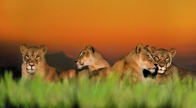 Meet the Super Lions of the Okavango Delta!